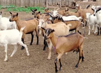 Почти 60 тонн козьего молока произвели в Иркутской области за десять месяцев