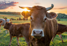 В России смогли увеличить количество белка в молоке на 0,18% с помощью отходов