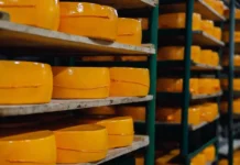 В Подмосковье строят новый сырный завод с объемом инвестиций более полутора миллиарда рублей