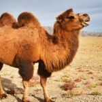 Ученые рассказали, как верблюжье молоко может быть полезным при диабете