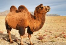 Ученые рассказали, как верблюжье молоко может быть полезным при диабете