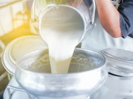 Вирус гриппа птиц может долго сохраняться в молоке при мягкой пастеризации