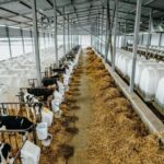 В Ивановской области произвели более 170 тысяч тонн молока