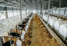 В Ивановской области произвели более 170 тысяч тонн молока