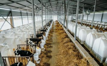 В Ивановской области произвели более 170 тысяч тонн молока