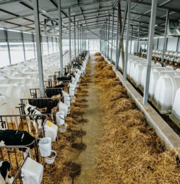 В Ивановской области произвели более 170 тысяч тонн молока