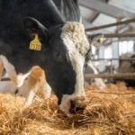 Корова Агропромкомплектации побила новый рекорд