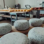 В НГАУ разработали пресс для разных видов сыра, работающий без человека