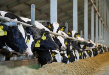 В Агропромкомплектации установлен новый молочный рекорд