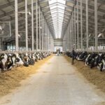 «Русмолко» увеличила производство молока до 800 тонн в сутки
