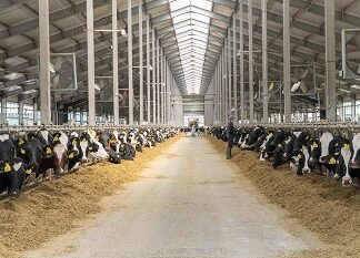 «Русмолко» увеличила производство молока до 800 тонн в сутки