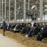 680 тонн молока в сутки — и это не предел. Агропромкомплектация устанавливает новые рекорды