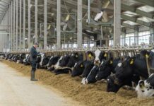 680 тонн молока в сутки — и это не предел. Агропромкомплектация устанавливает новые рекорды