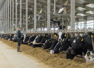 680 тонн молока в сутки — и это не предел. Агропромкомплектация устанавливает новые рекорды